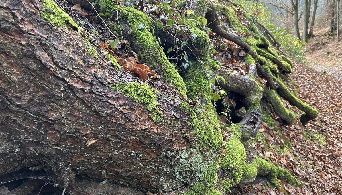 Adventswanderung 2024 I BZG Schwäbisch Hall  | © DAV Heilbronn