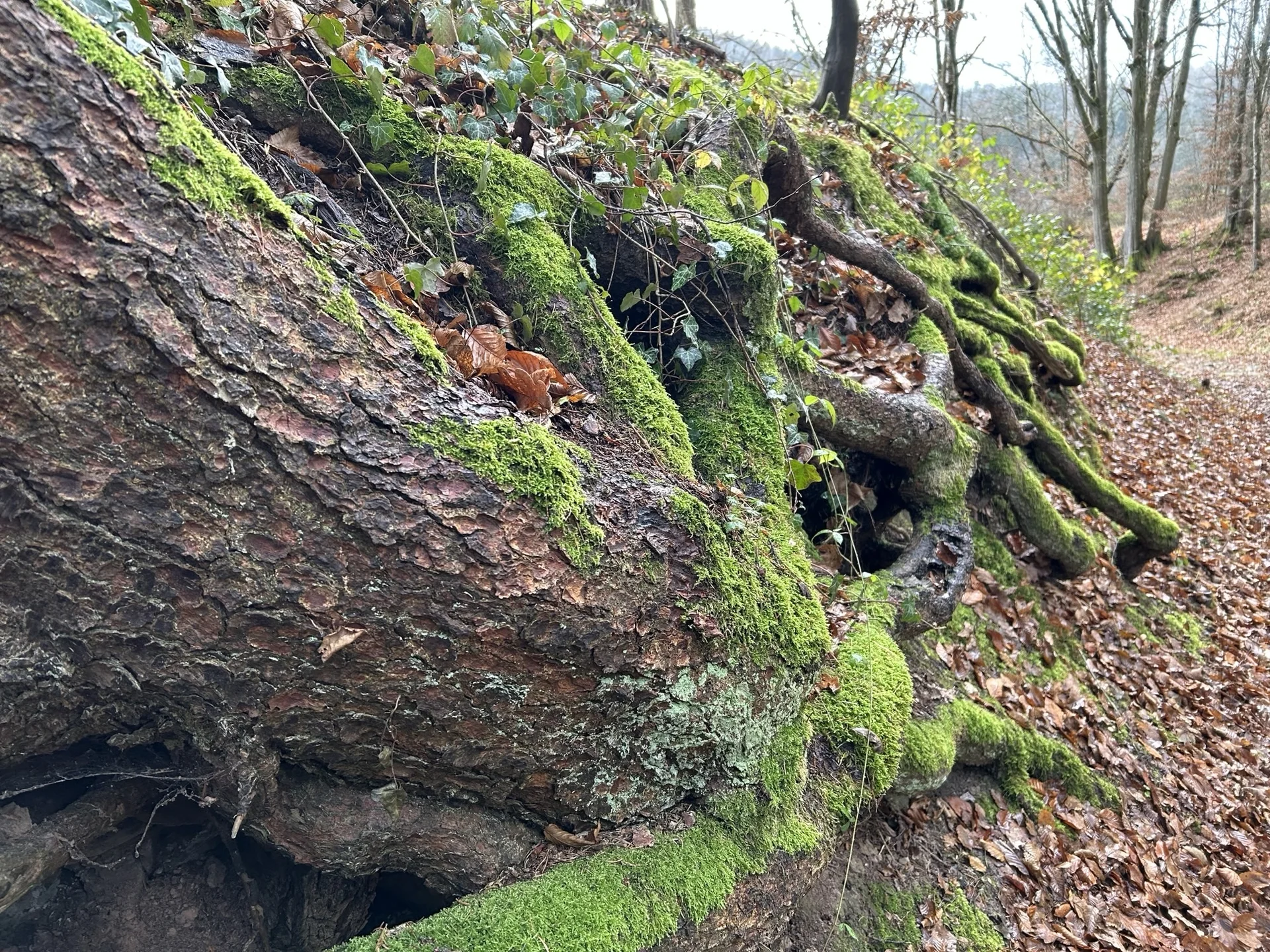 Adventswanderung 2024 I BZG Schwäbisch Hall  | © DAV Heilbronn