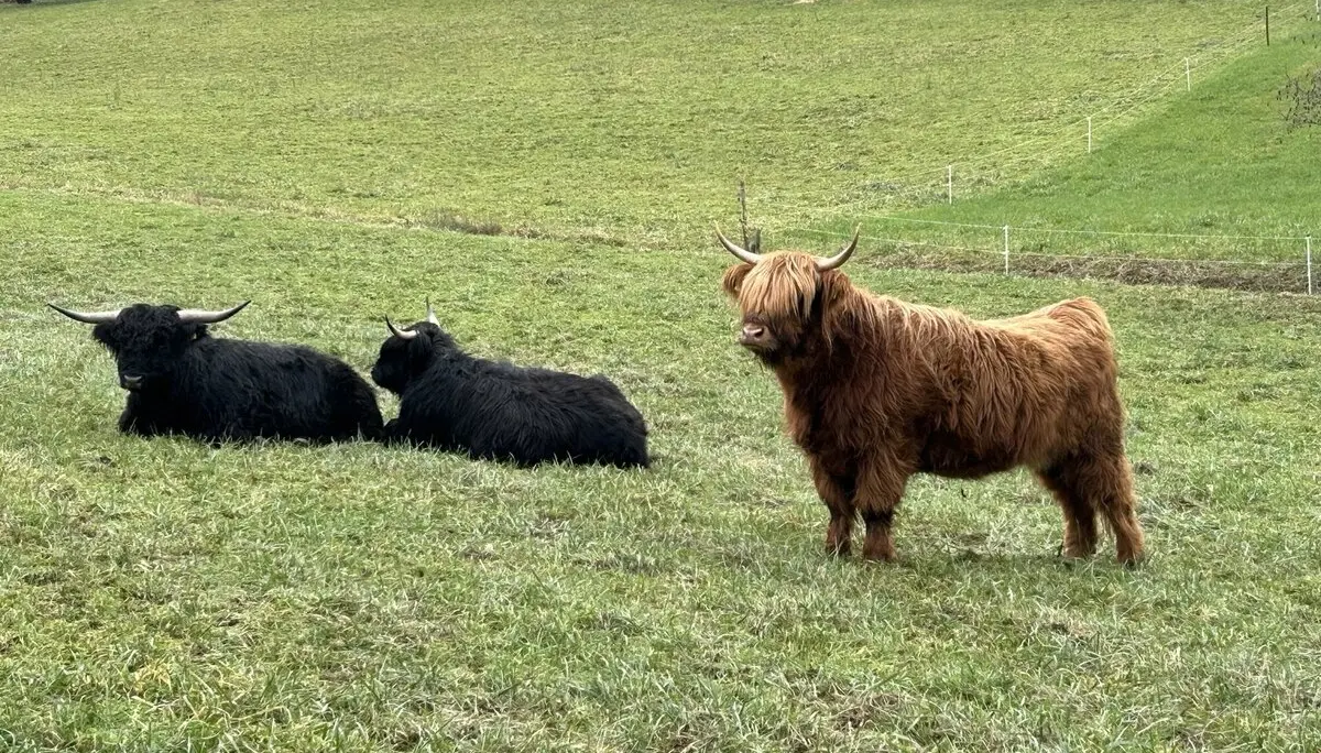 Adventswanderung 2024 I BZG Schwäbisch Hall  | © DAV Heilbronn