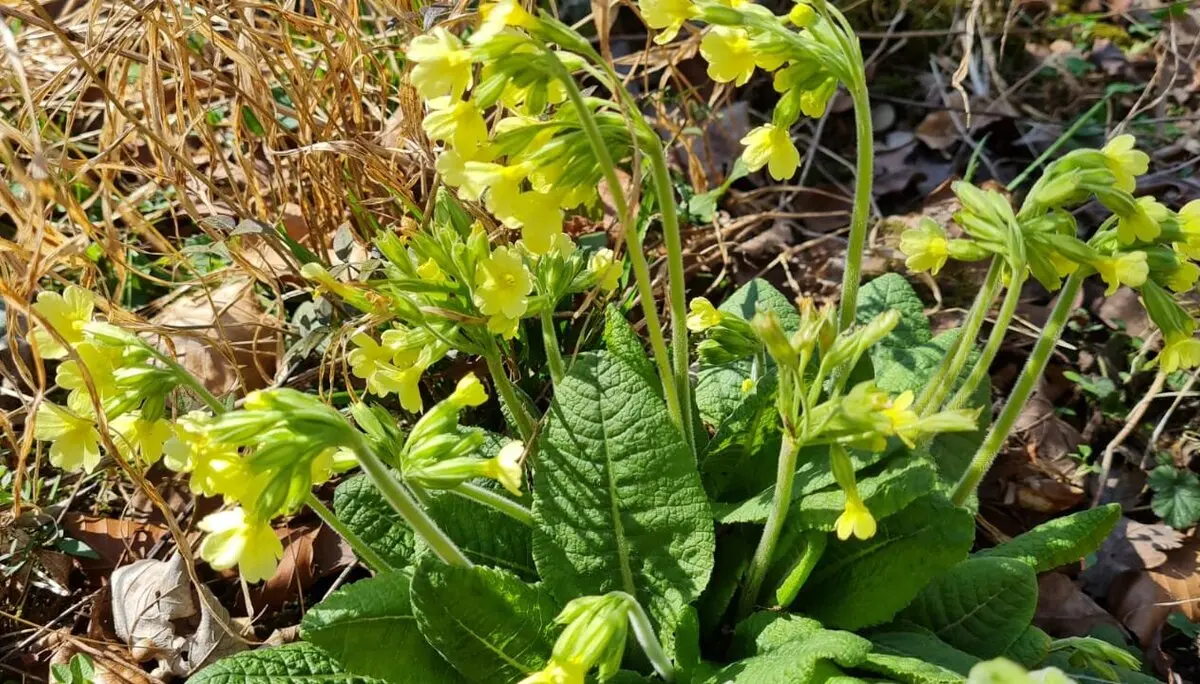 Märzwanderung / Frauenwandergruppe / DAV Heilbronn | © DAV Heilbronn