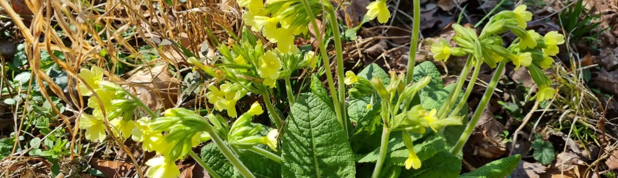 Märzwanderung / Frauenwandergruppe / DAV Heilbronn | © DAV Heilbronn