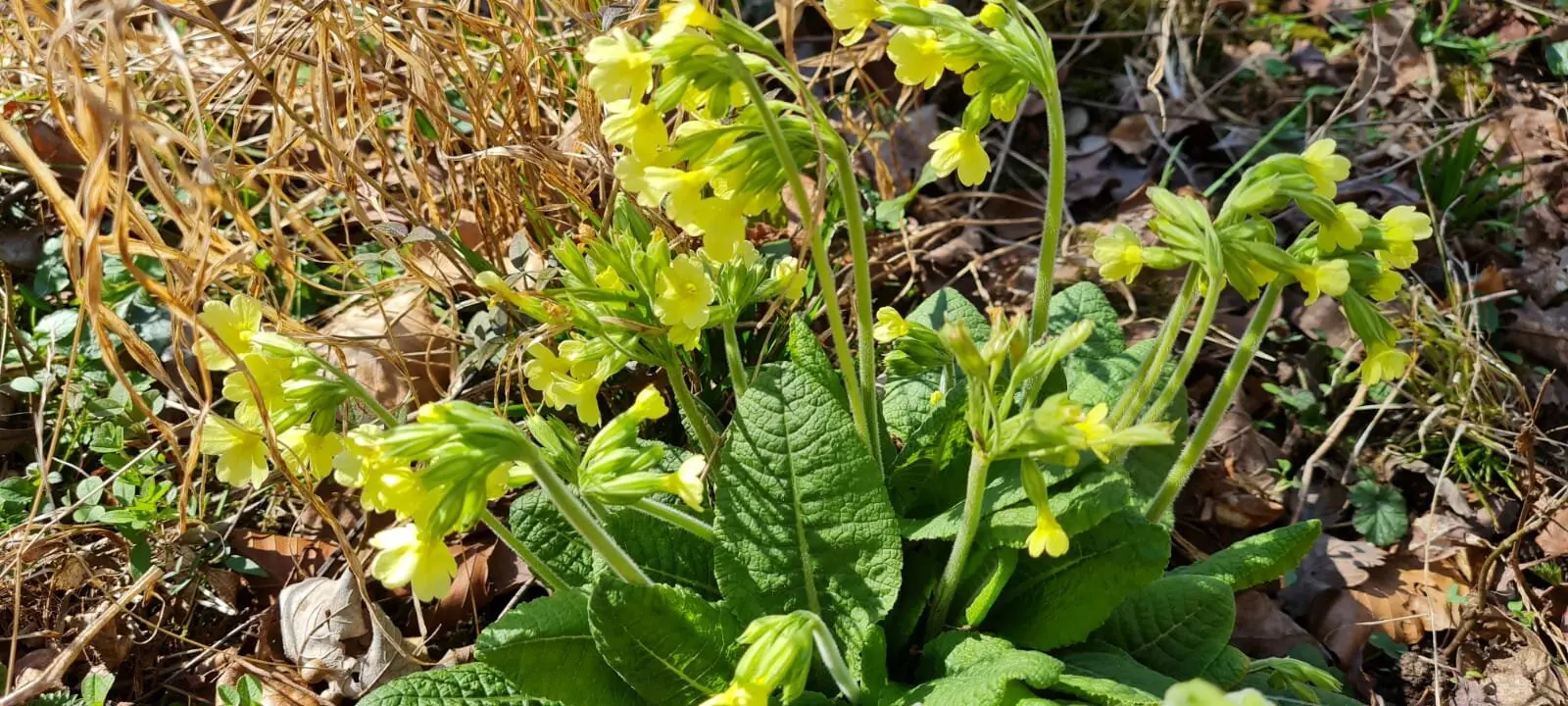 Märzwanderung / Frauenwandergruppe / DAV Heilbronn | © DAV Heilbronn