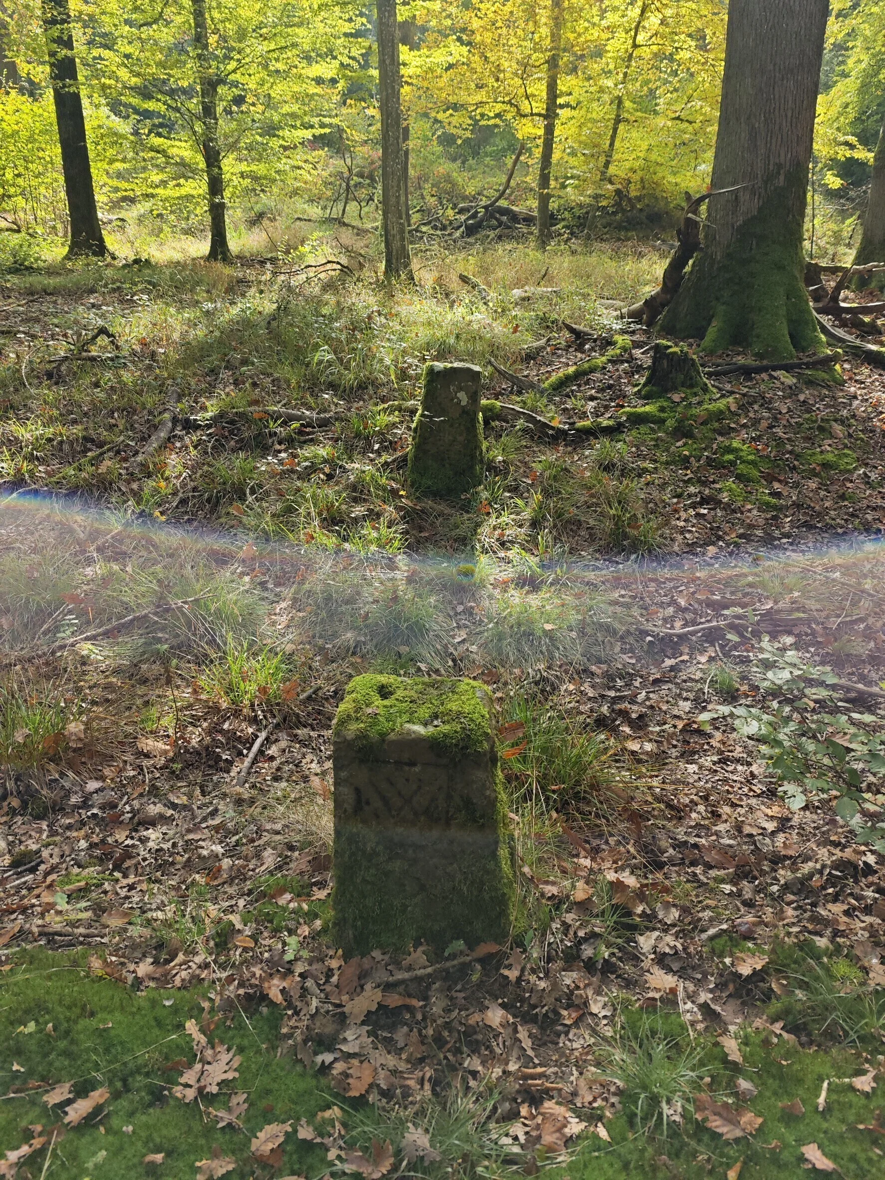 Monatswanderung im Köpfertal Grenzstein im Wald mit Sonnenstrahl drüber | © DAV Heilbronn