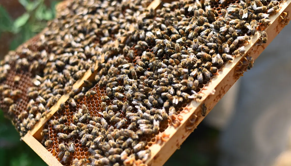 DAV Bienen tümmeln sich auf den Waben | © DAV Heilbronn