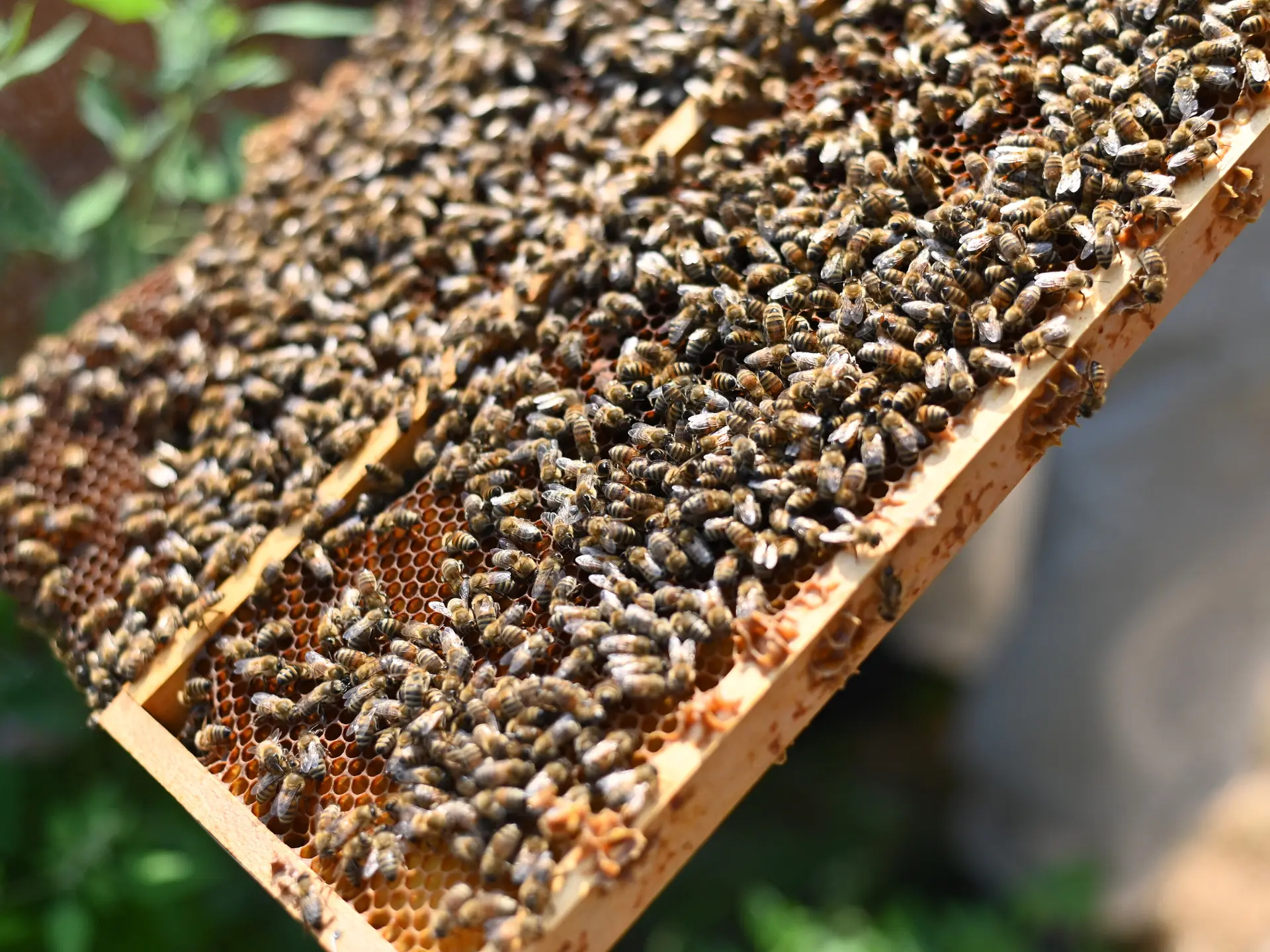 DAV Bienen tümmeln sich auf den Waben | © DAV Heilbronn
