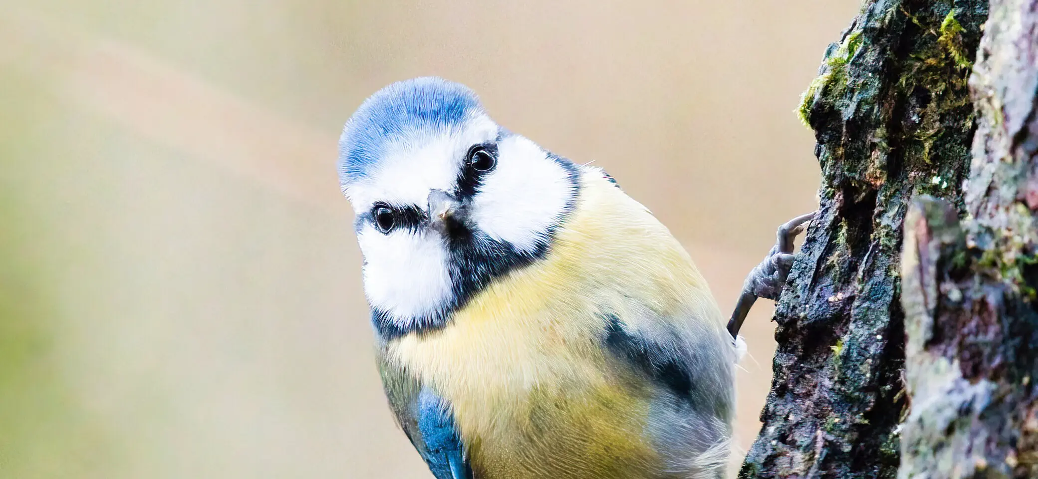 Blaumeise am Baum | © DAV / Benjamin Notdurft