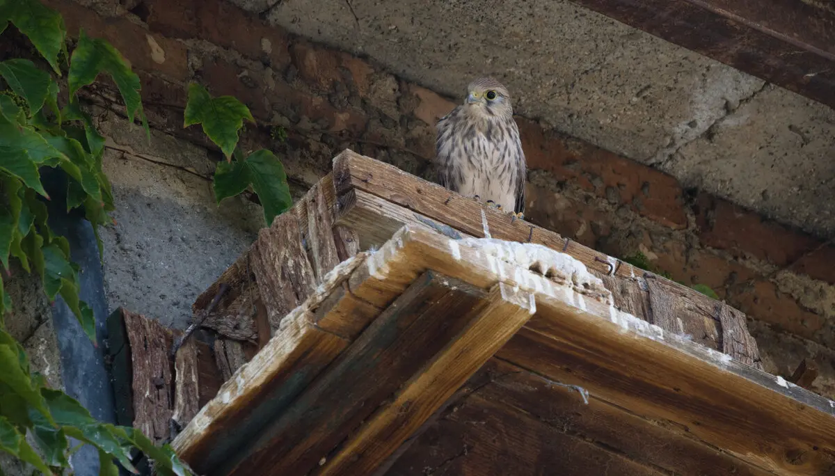 DAV Heilbronn Klimaschutz | © DAV / Leonie Knobel