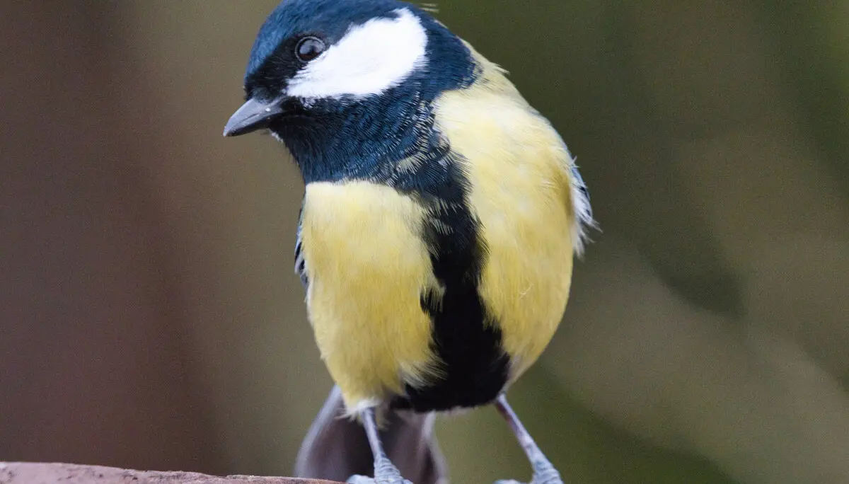 Blaumeise auf einem Ast | © DAV / Benjamin Notdurft