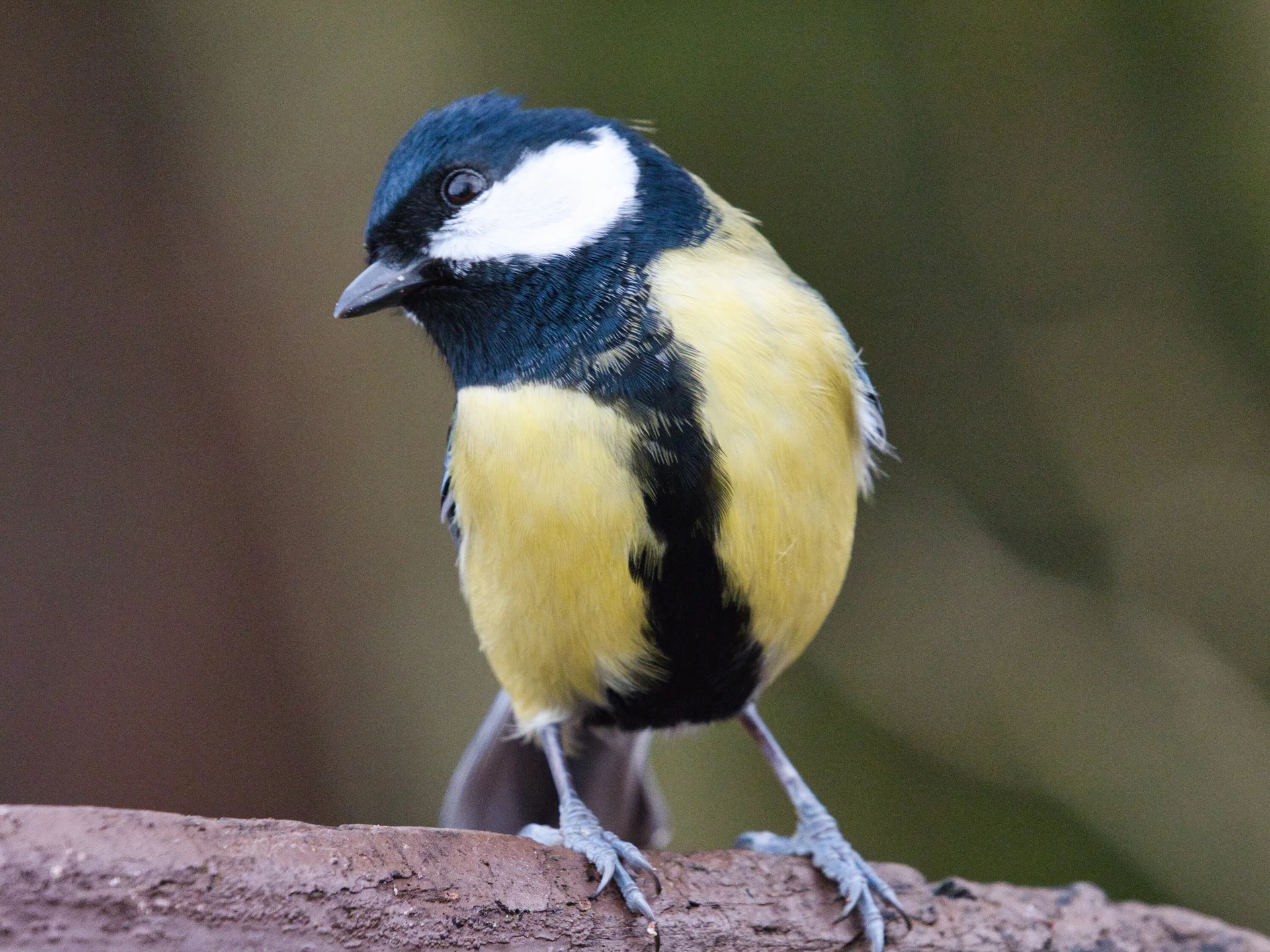 Blaumeise auf einem Ast | © DAV / Benjamin Notdurft