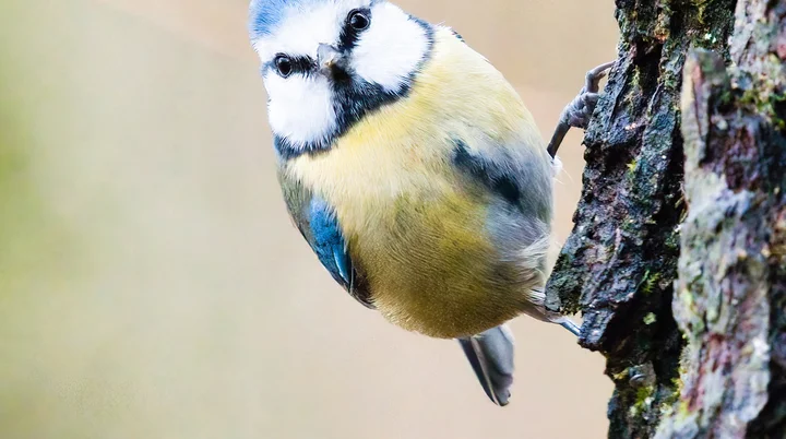 Blaumeise am Baum | © DAV / Benjamin Notdurft