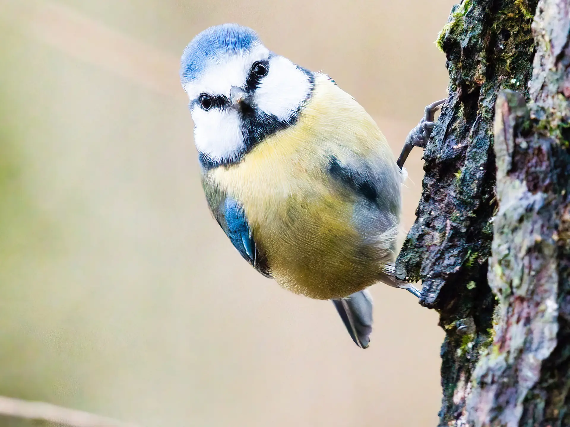 Blaumeise am Baum | © DAV / Benjamin Notdurft