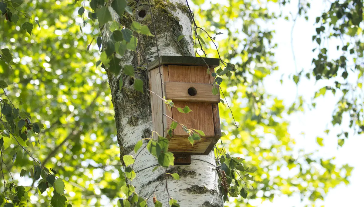 Niskasten an der Birke vor dem Alpinzentrum | © DAV / Leonie Knobel