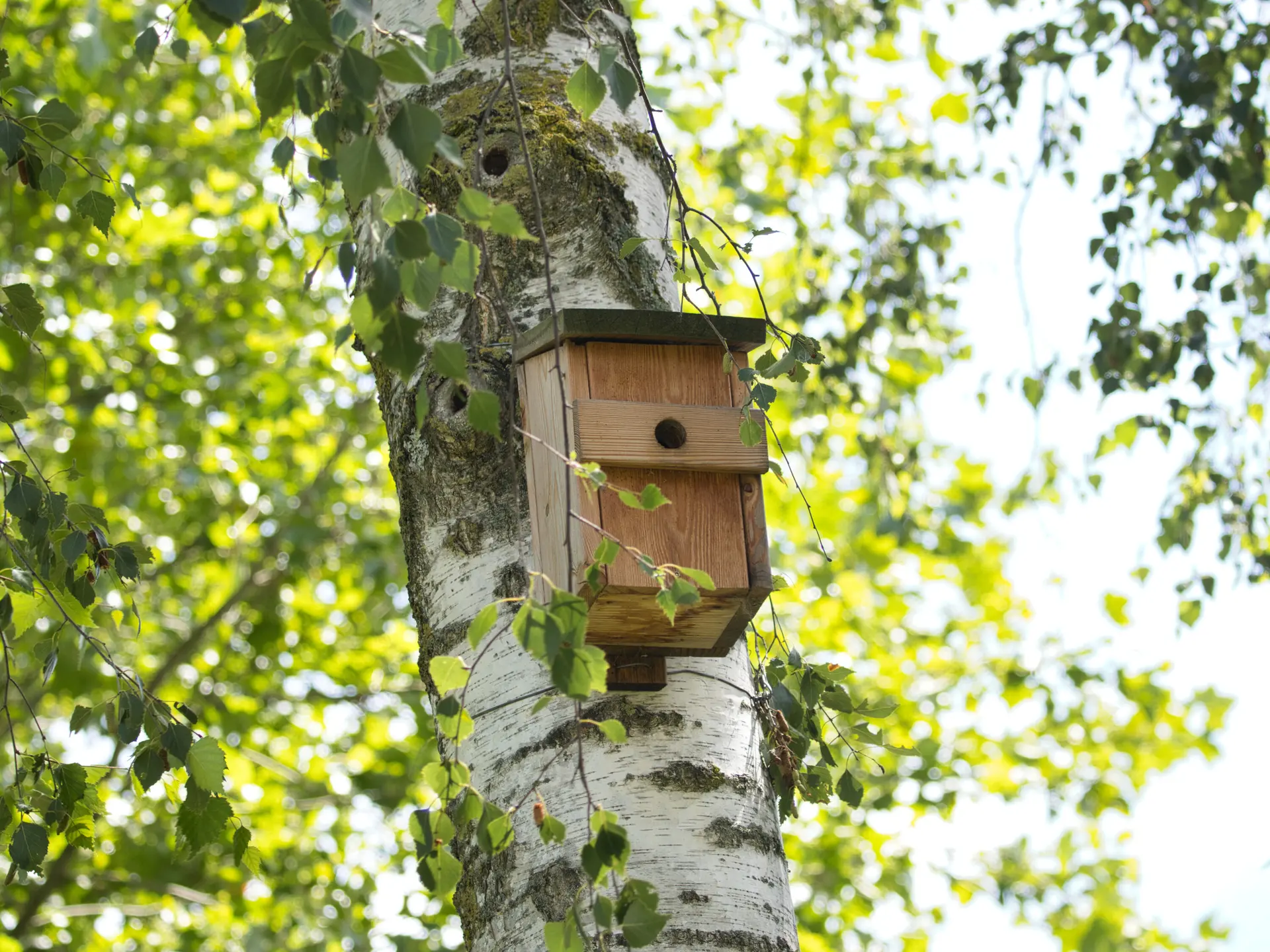 Niskasten an der Birke vor dem Alpinzentrum | © DAV / Leonie Knobel