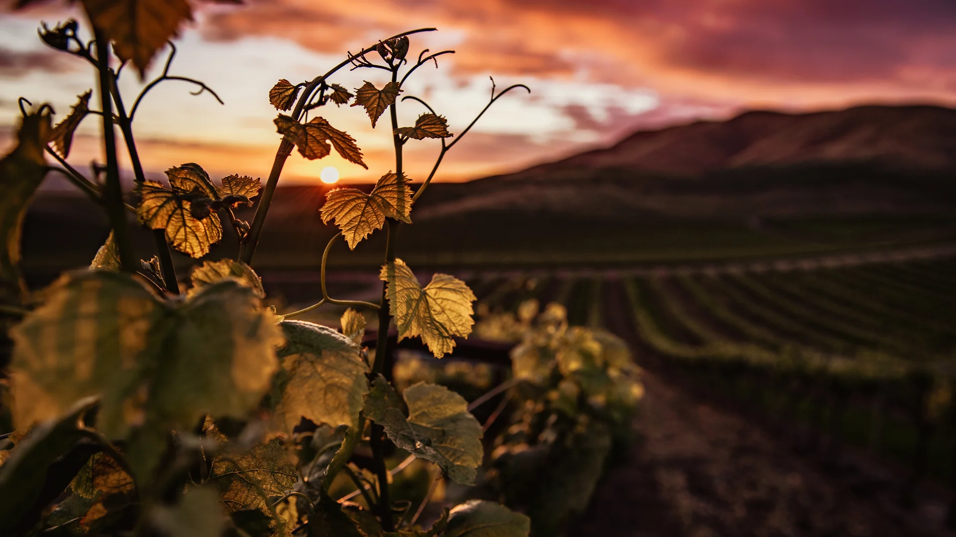 Natur erleben / Weinberge mit Ausblick  | © freepik